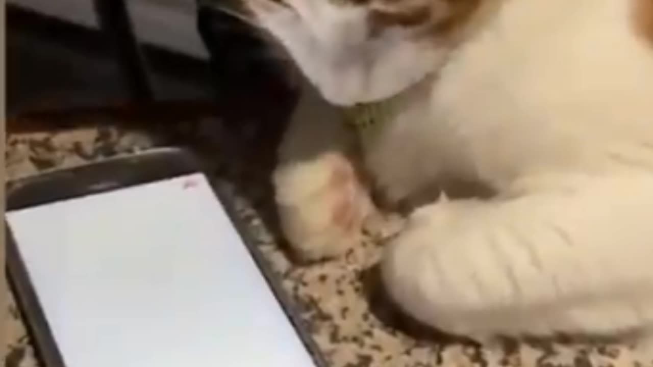 Funny cute cat