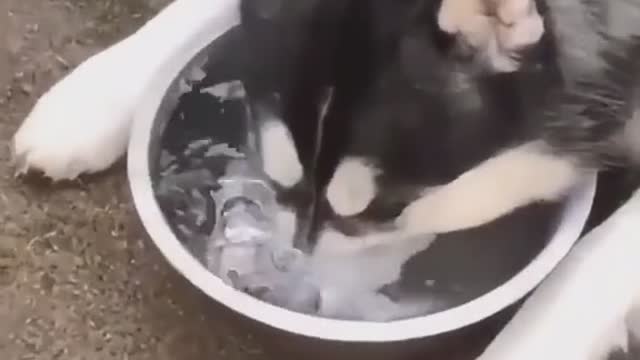 How does my husky drink water?