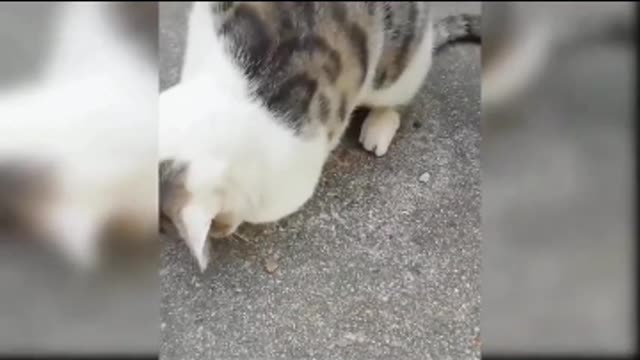 Cats funny videos, Animals