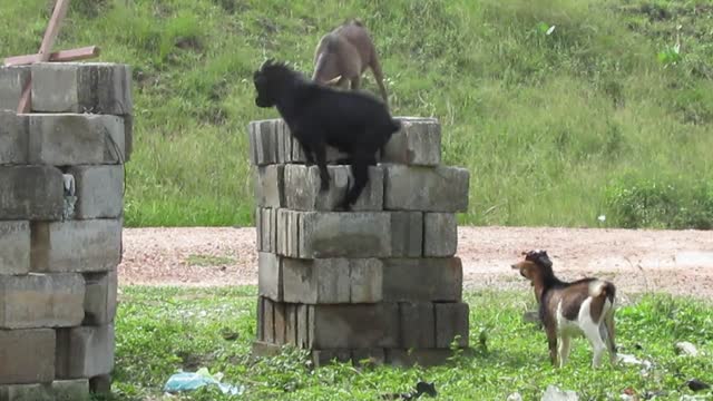 FUNNY VIDEO, HE-GOAT RECEIVED A SURPRISE FOR SMELLING ON FEMALE FOR MATING