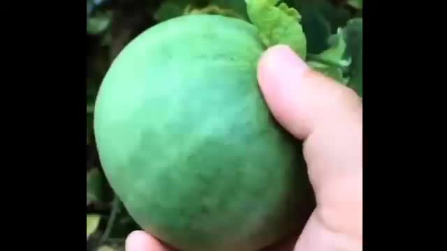 Fruit cutting video