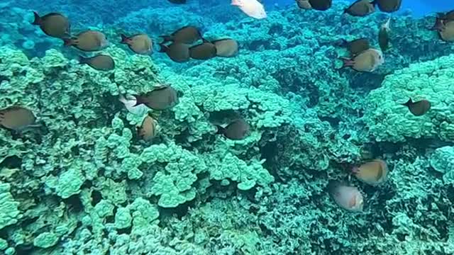 underwater#planetearth#haveagoodday