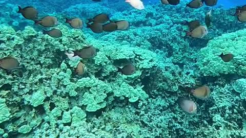 underwater#planetearth#haveagoodday