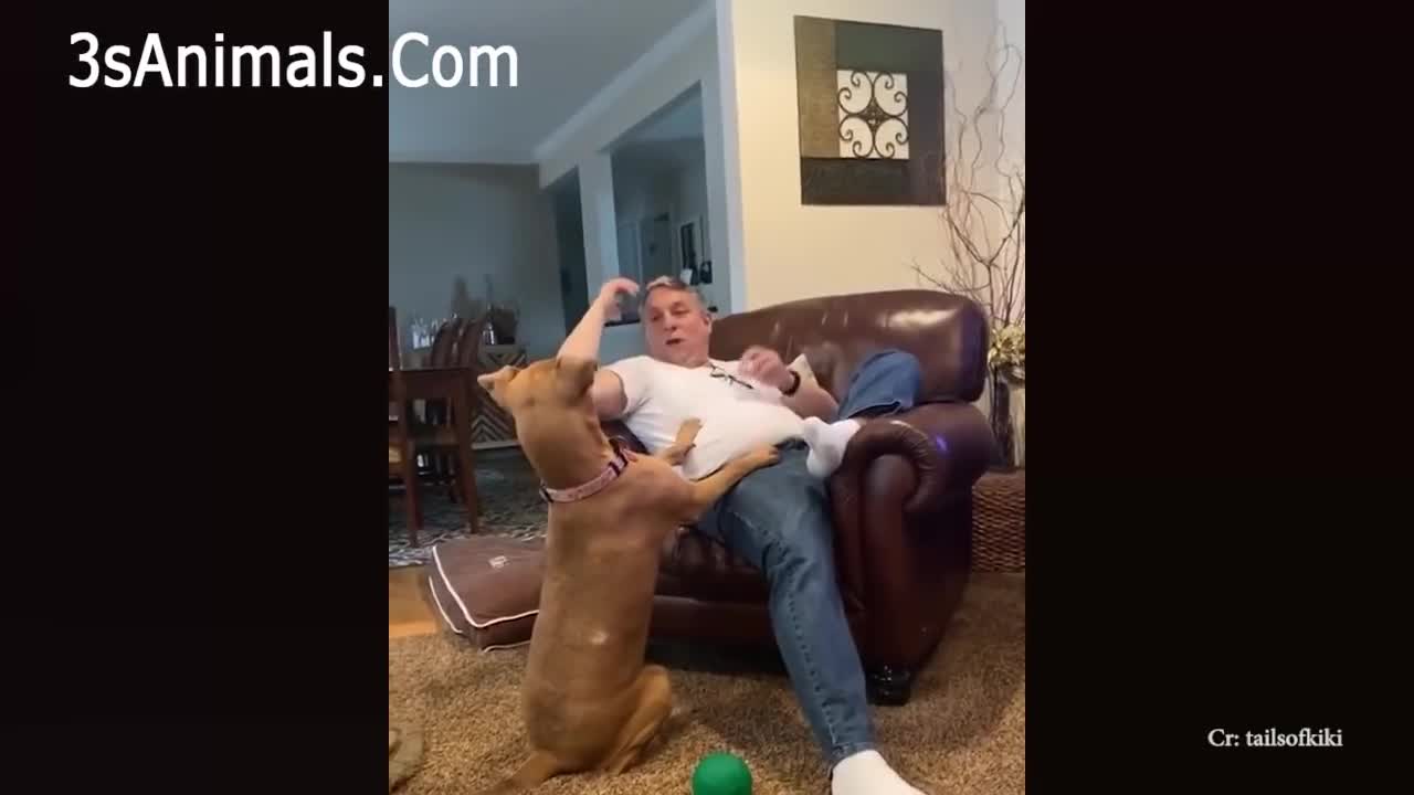 Cute Dogs and Human doing funny things together - Dog and Owner are best friend