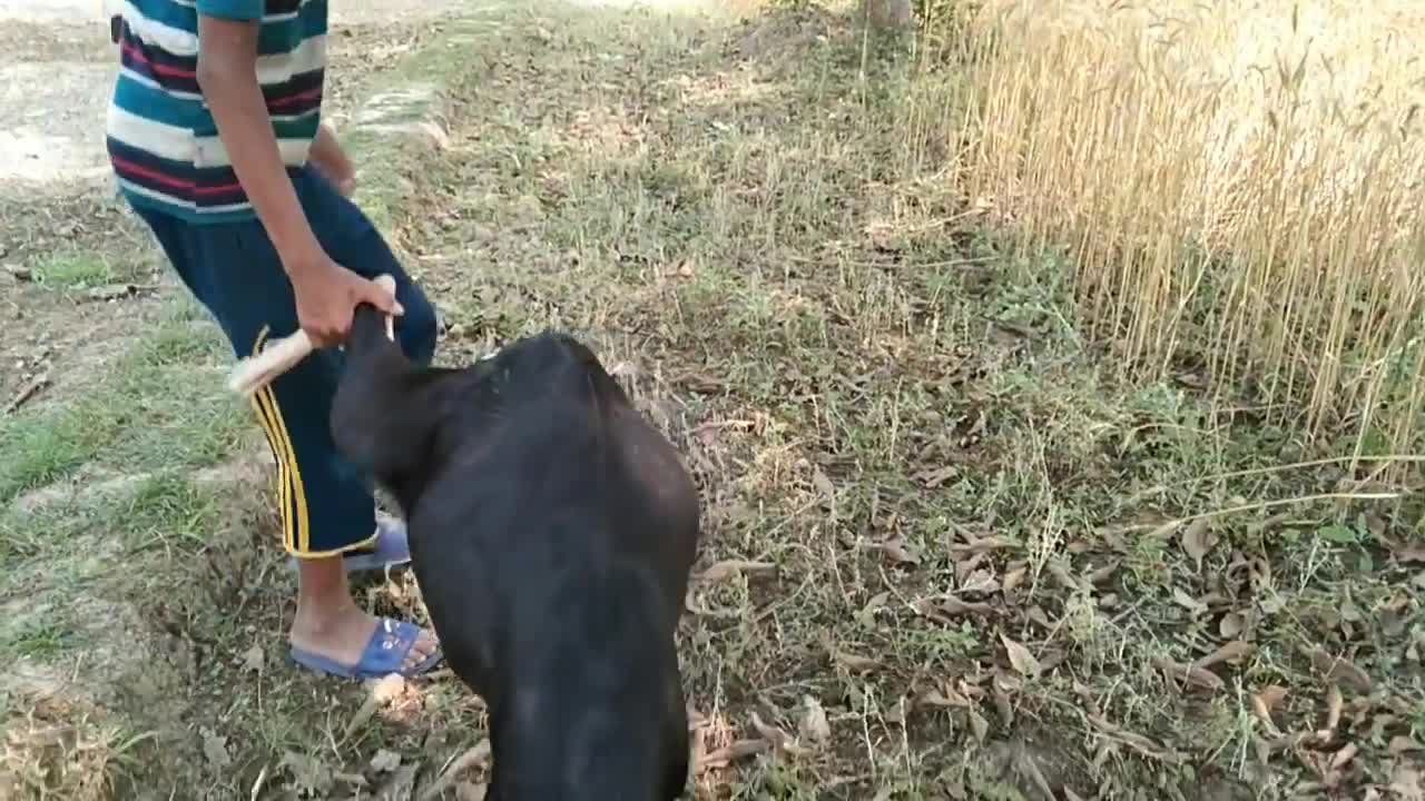 boy feeding goat milk