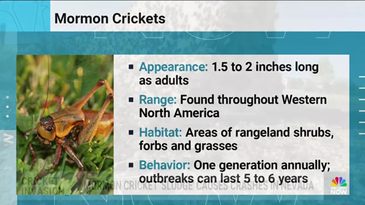 Mormon Crickets Swarm Nevada