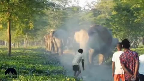 People conflict with elephant