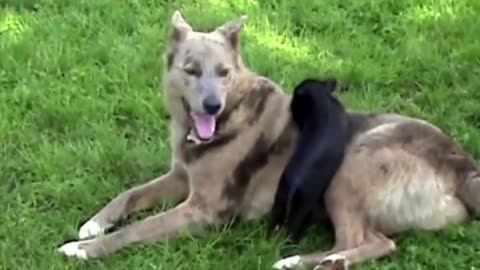 Unbelievable Animal Friendships