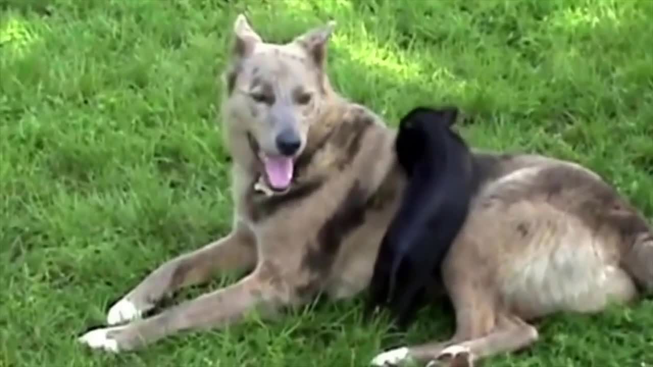 Unbelievable Animal Friendships