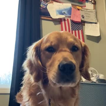 Having a nice chat with my dog