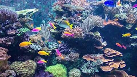 AWESOME! 5 Most Beautiful Marine Parks in Indonesia 
