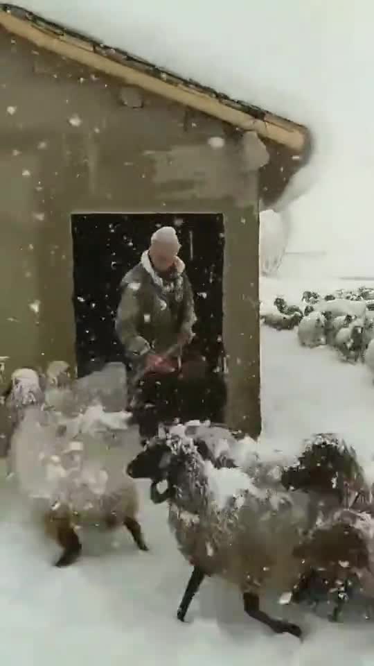 What a icey cute sheep in cold weather.