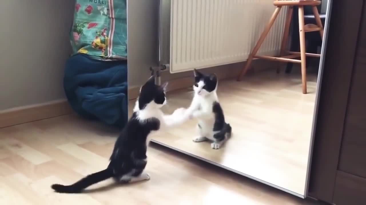 cat and mirror prank video