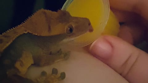 Gecko Enjoys Treat