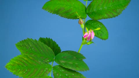 pink flowers blown by the wind