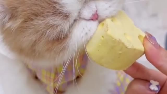 Kitten eats cheese for the first time, so funny!