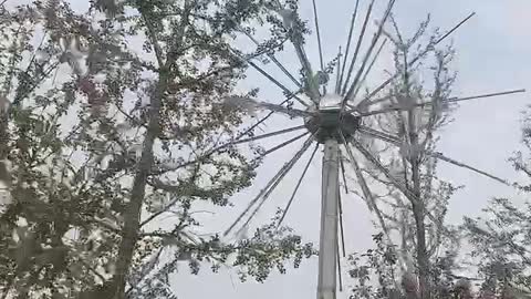 The flowers on the tree are blooming