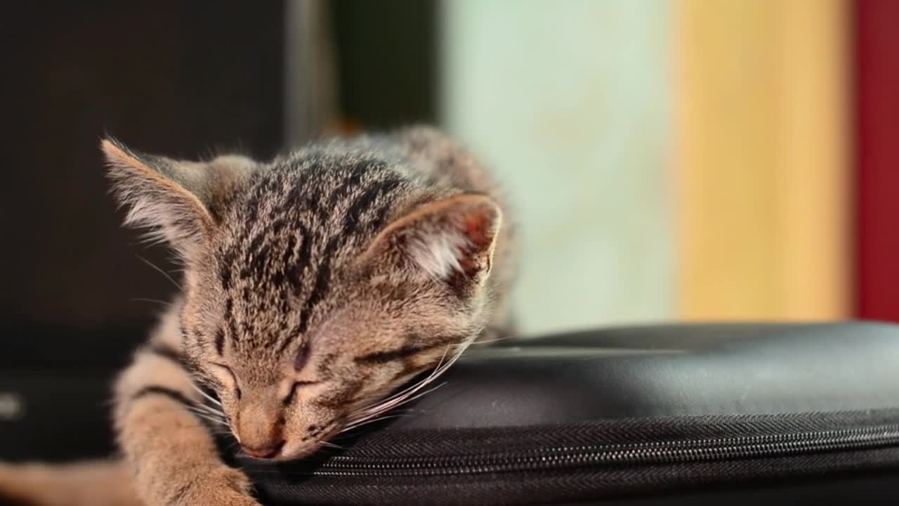 Cat very worried about life