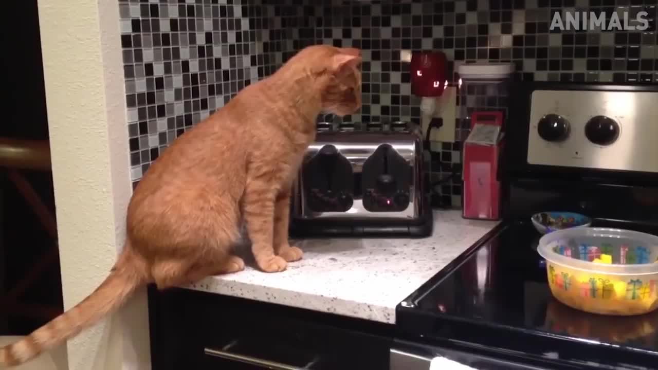 Compiled of cute and beautiful kittens #5