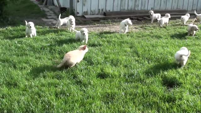 small puppy plays with big dog