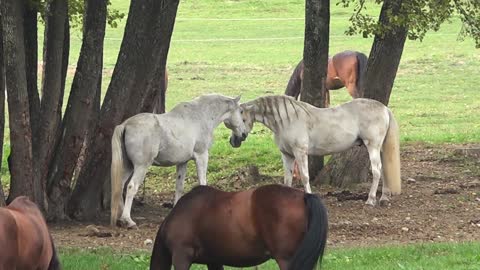 Jealous Female Horses Mold Shows Off Some Feelings