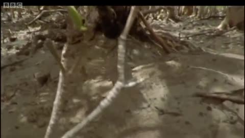 The Incredible Lives of Ants | Attenborough: Life in the Undergrowth | BBC Earth