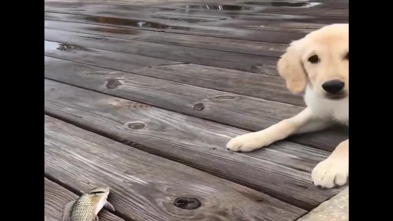 Retrievers Make It Better - Funny Puppy Videos