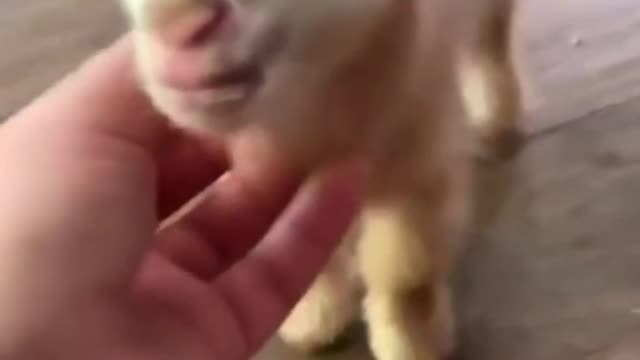 Most Cute Baby Goat Videos.