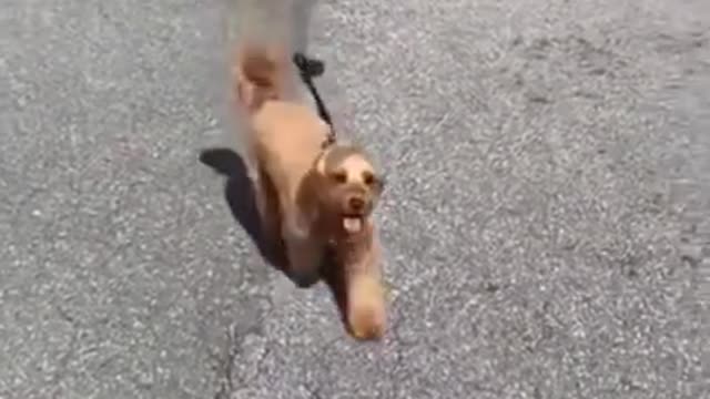 Funny and cute dog video please watch this video