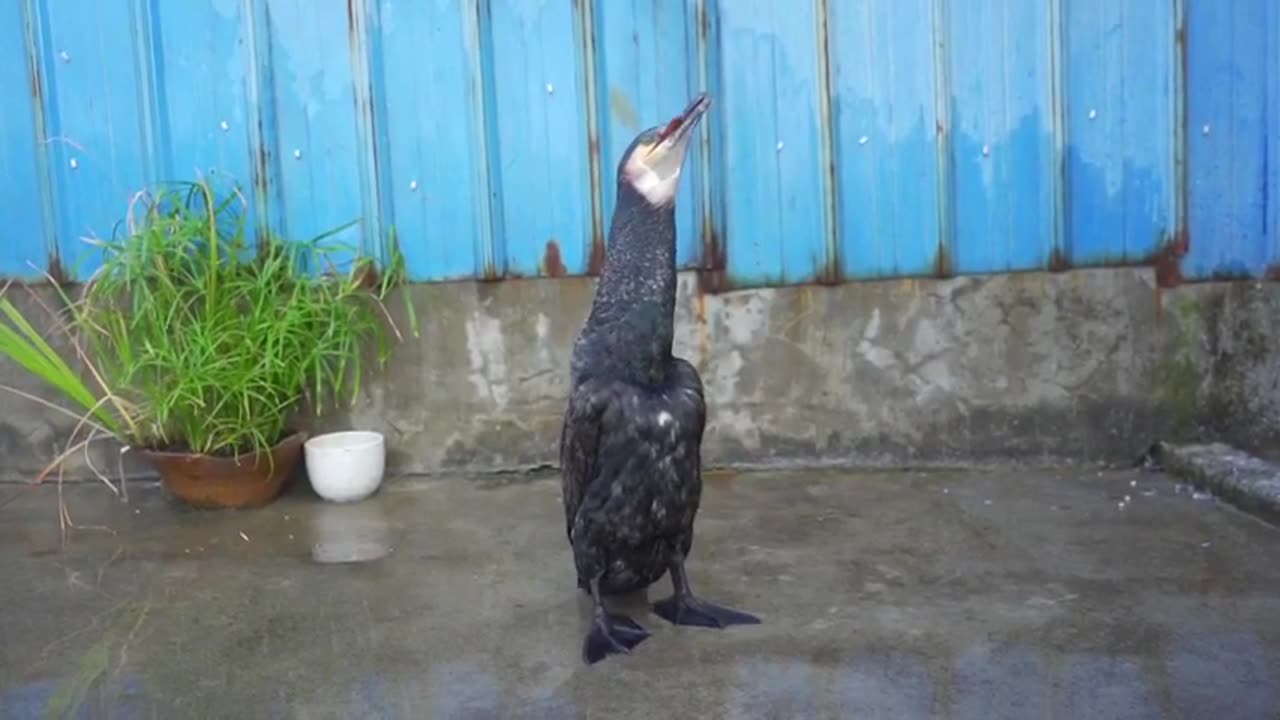 Black Bird Eating Fish