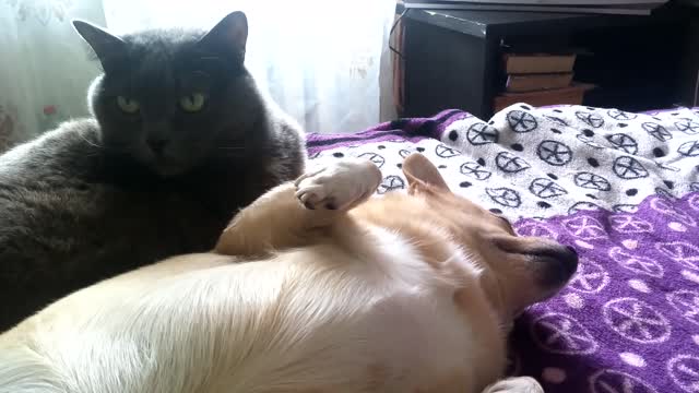 Sweet kitty gives doggy friend loving bath