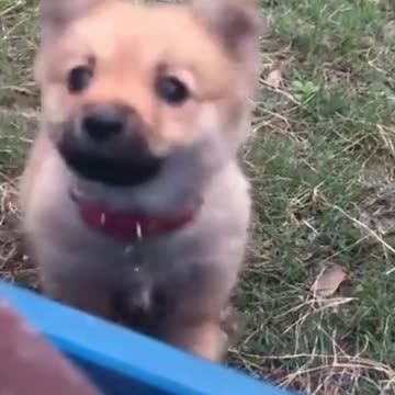 HILARIOUS POOP CATS AND DOGS! FUNNY