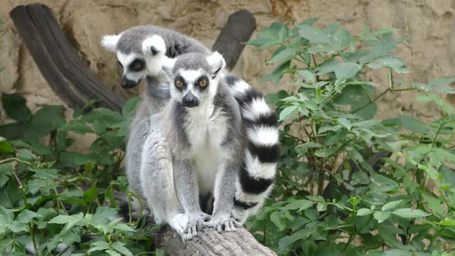 Lemurs