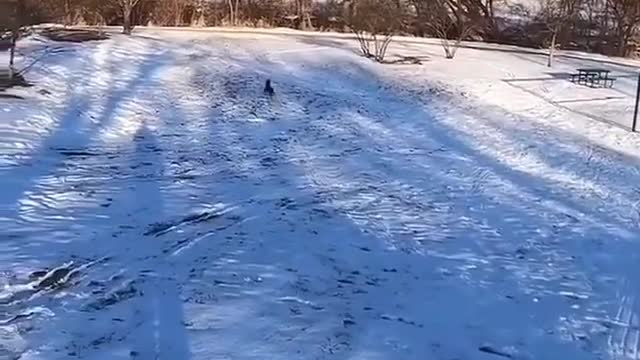 The Dog riding on snow alone