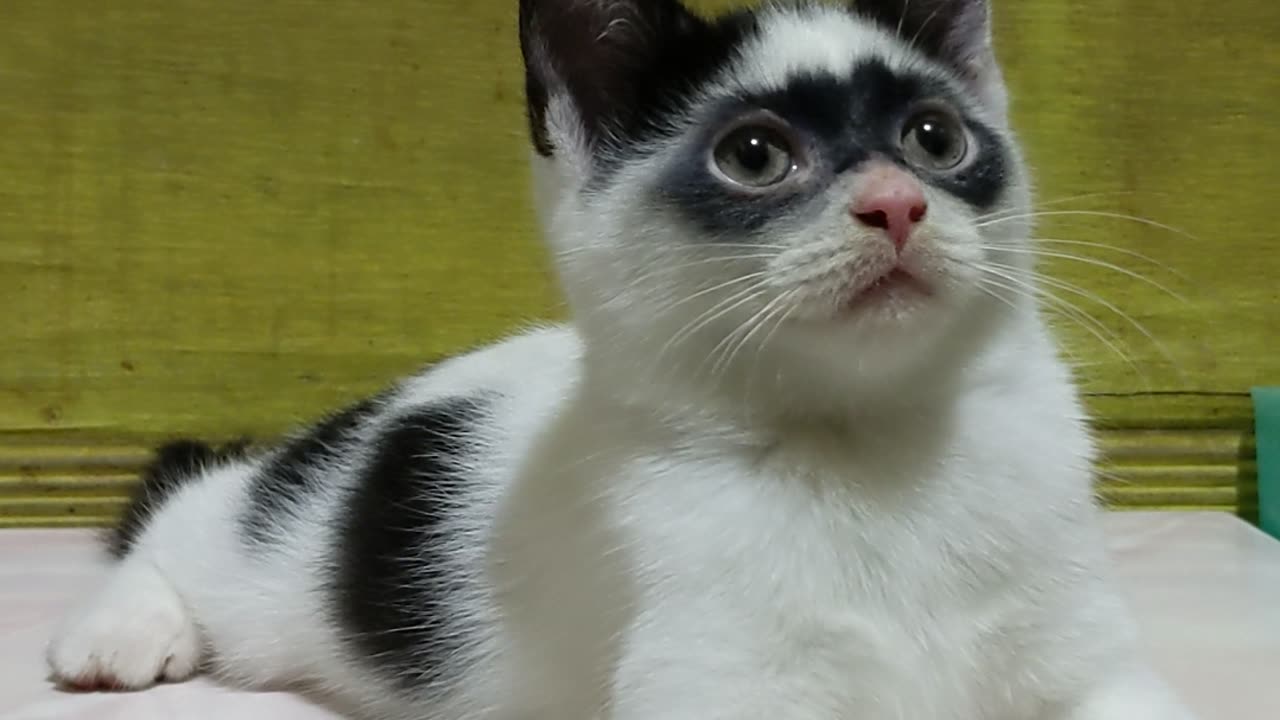 Zorro Kitten