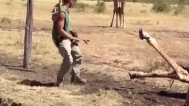 Help animals