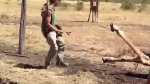 Help animals