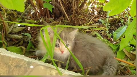 Kitten Willie teaches his sister to run