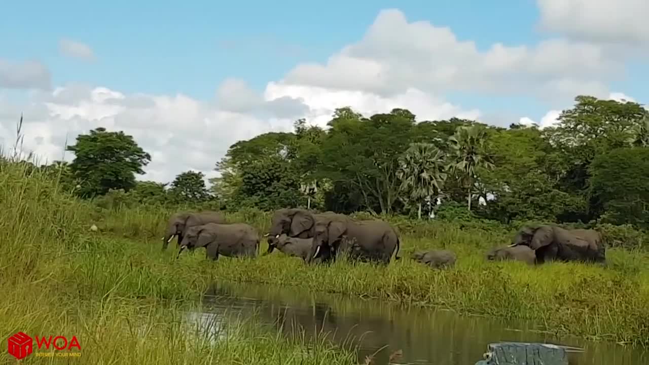 Amazing Elephant Save Baby Elephant From Crocodile Hunting. Animals Hunting Fail2021