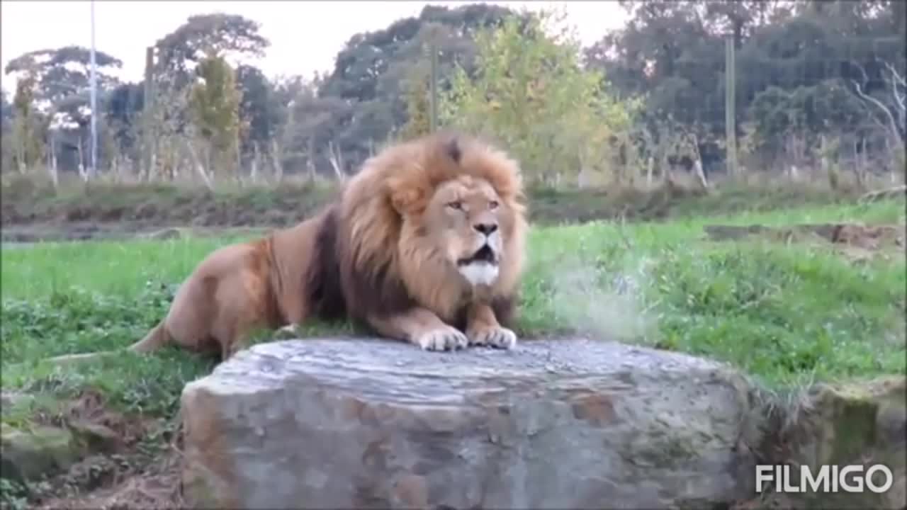 LOUDEST LION ROAR