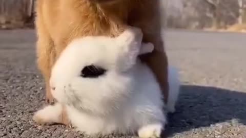 Pets cute | playing pets