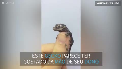 Lagarto gecko descansa na mão de dono