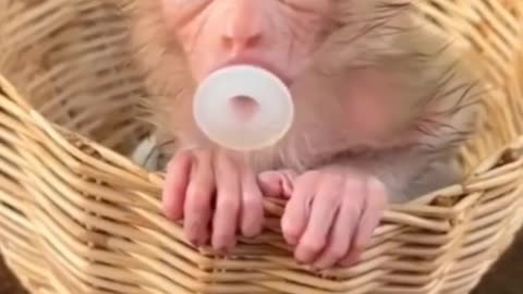 Funny Animals Compilations 78