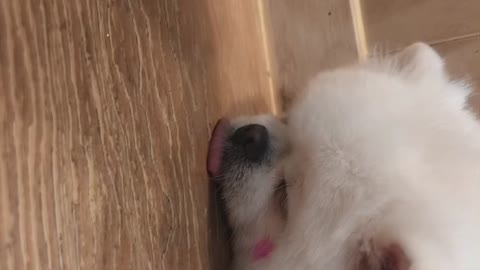 A puppy lying drunk