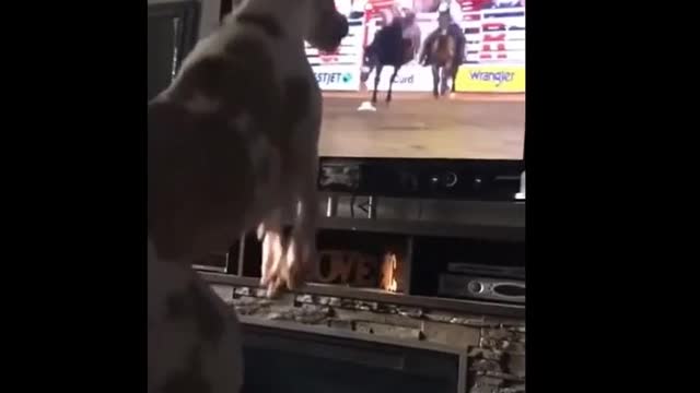 Unbelievable Bucking Rodeo Dog