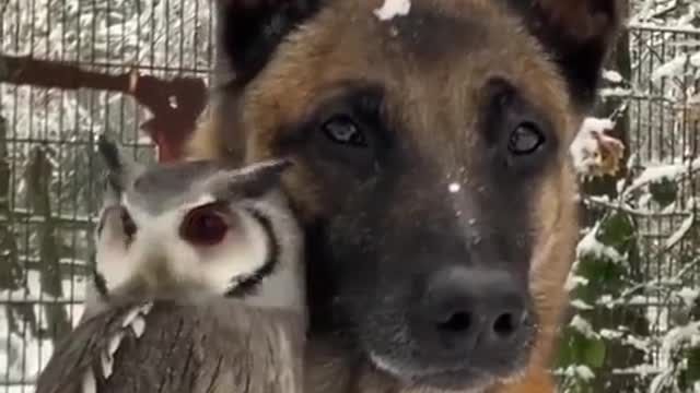 Owl and dog friendsheep