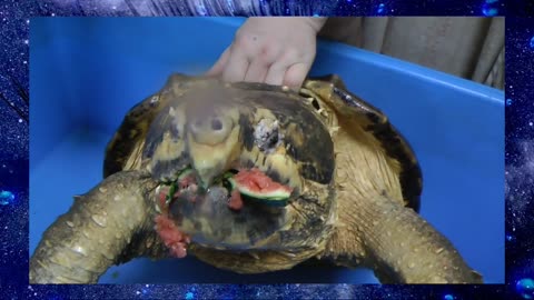 Terrible: Superpowers for this turtle's mouth