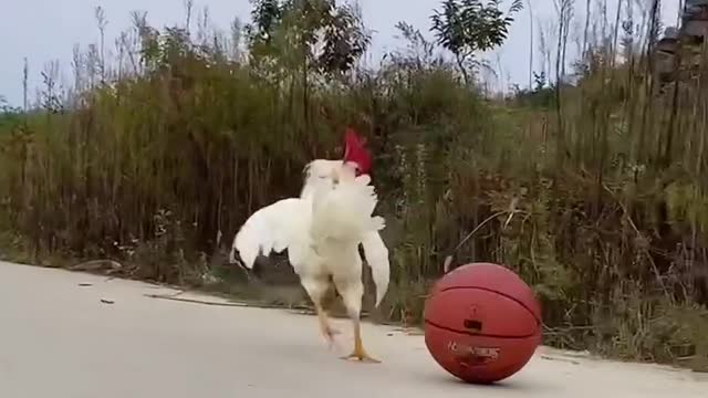 Pet Rooster kicks ball