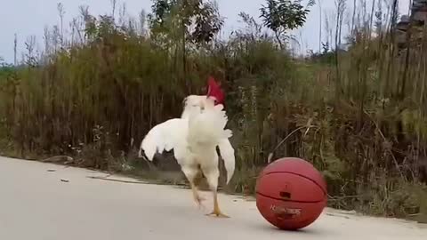 Pet Rooster kicks ball