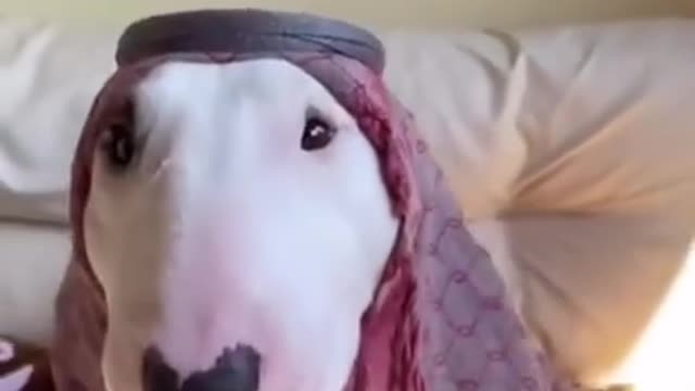 Baby Dogs cute and funny videos puppy dogs compilation